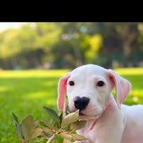 Enlarge China, a ADOPTABLE Dogo Argentino in Miami, FL image 1/6