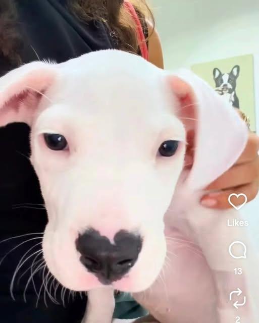 Enlarge China, a Adoptable Dogo Argentino in Miami, FL image 6/6
