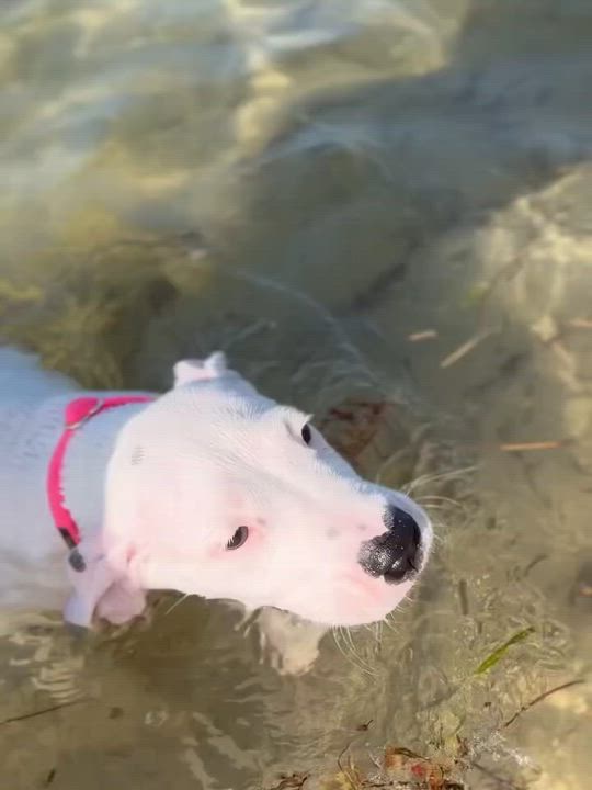 Enlarge China, a ADOPTABLE Dogo Argentino in Miami, FL video 3/6