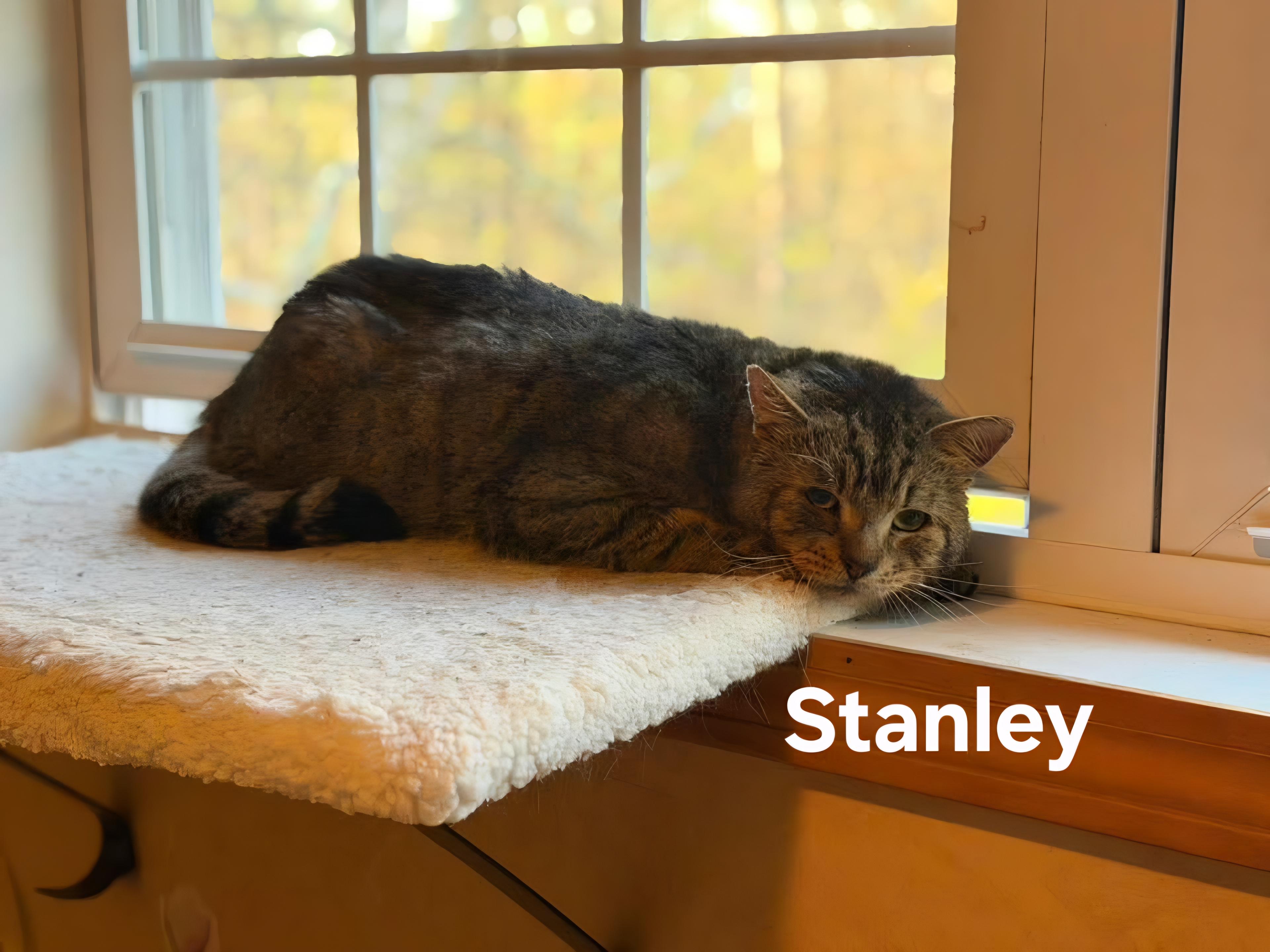 Enlarge Stanley, a ADOPTABLE Domestic Short Hair in Chicopee, MA image 2/2