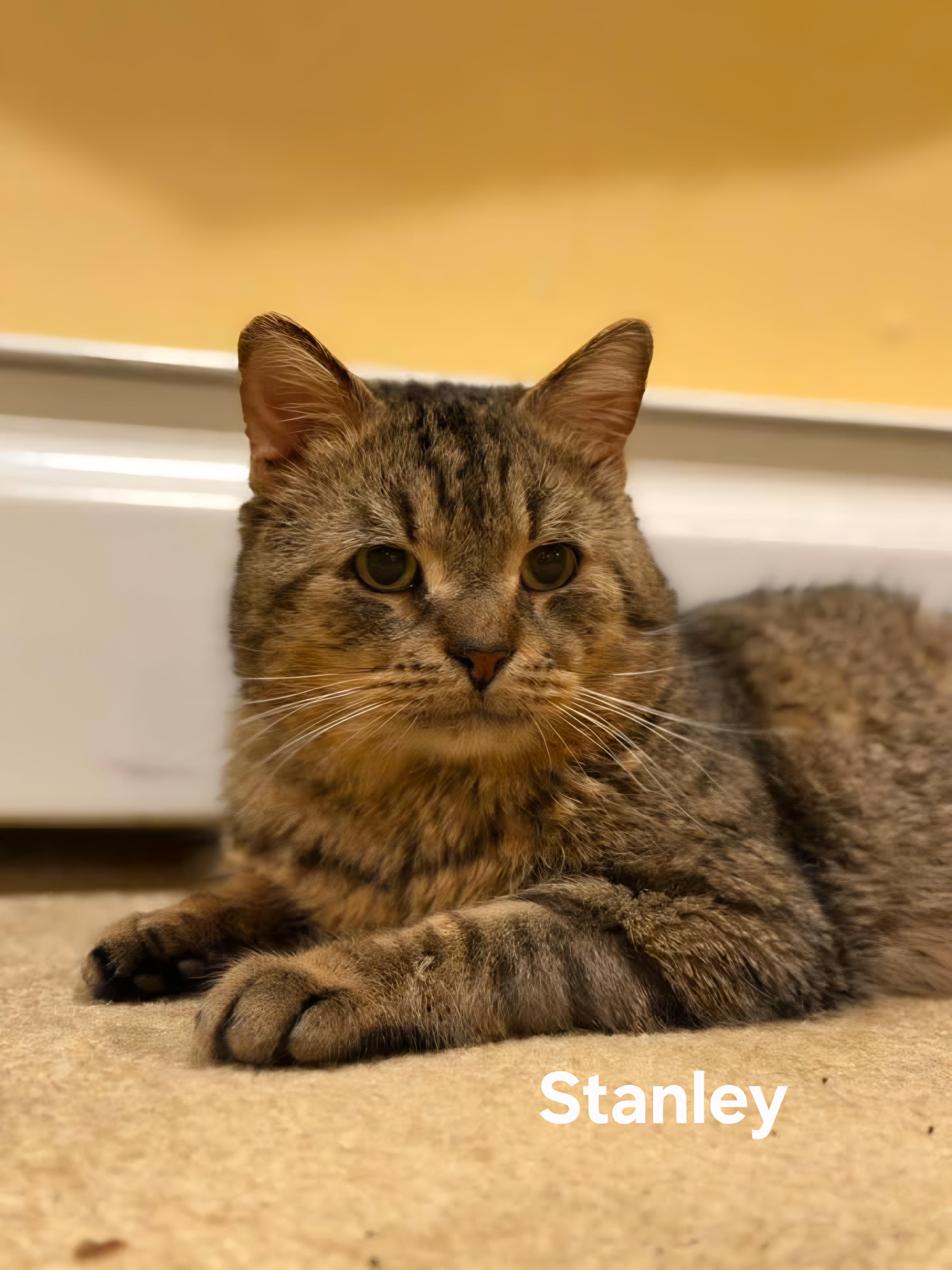 Stanley, ADOPTABLE, Senior Male Domestic Short Hair.