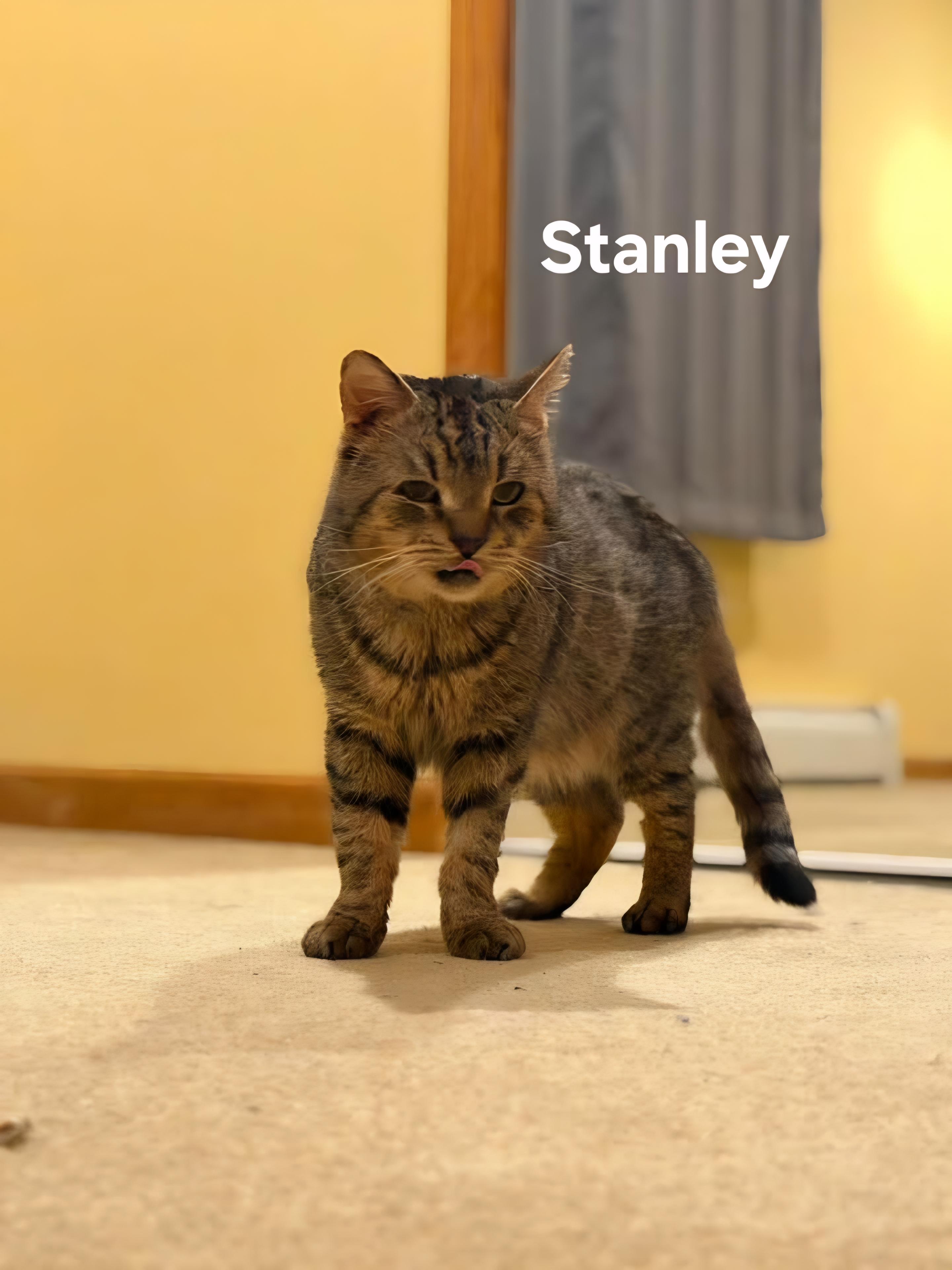 Stanley, a ADOPTABLE Domestic Short Hair in Chicopee, MA image 4/4