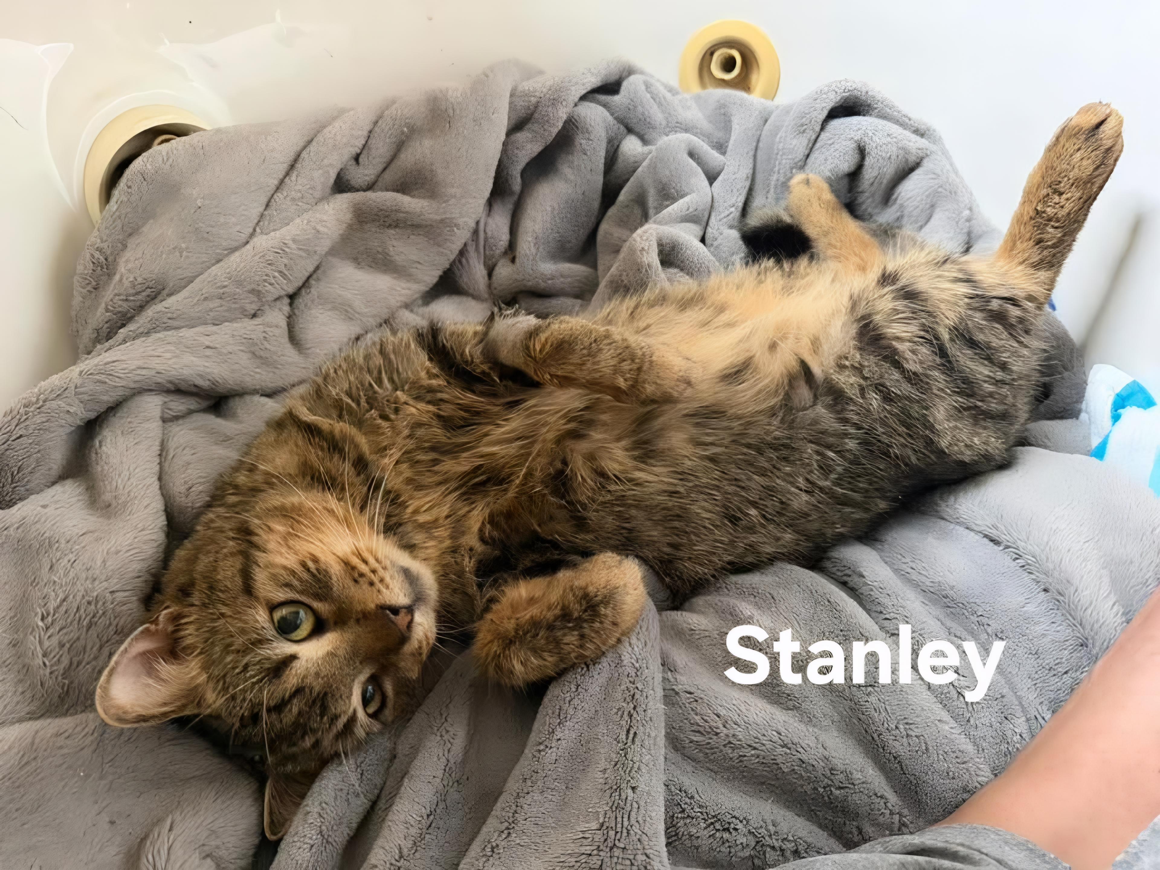 Stanley, ADOPTABLE, Senior Female Domestic Short Hair.