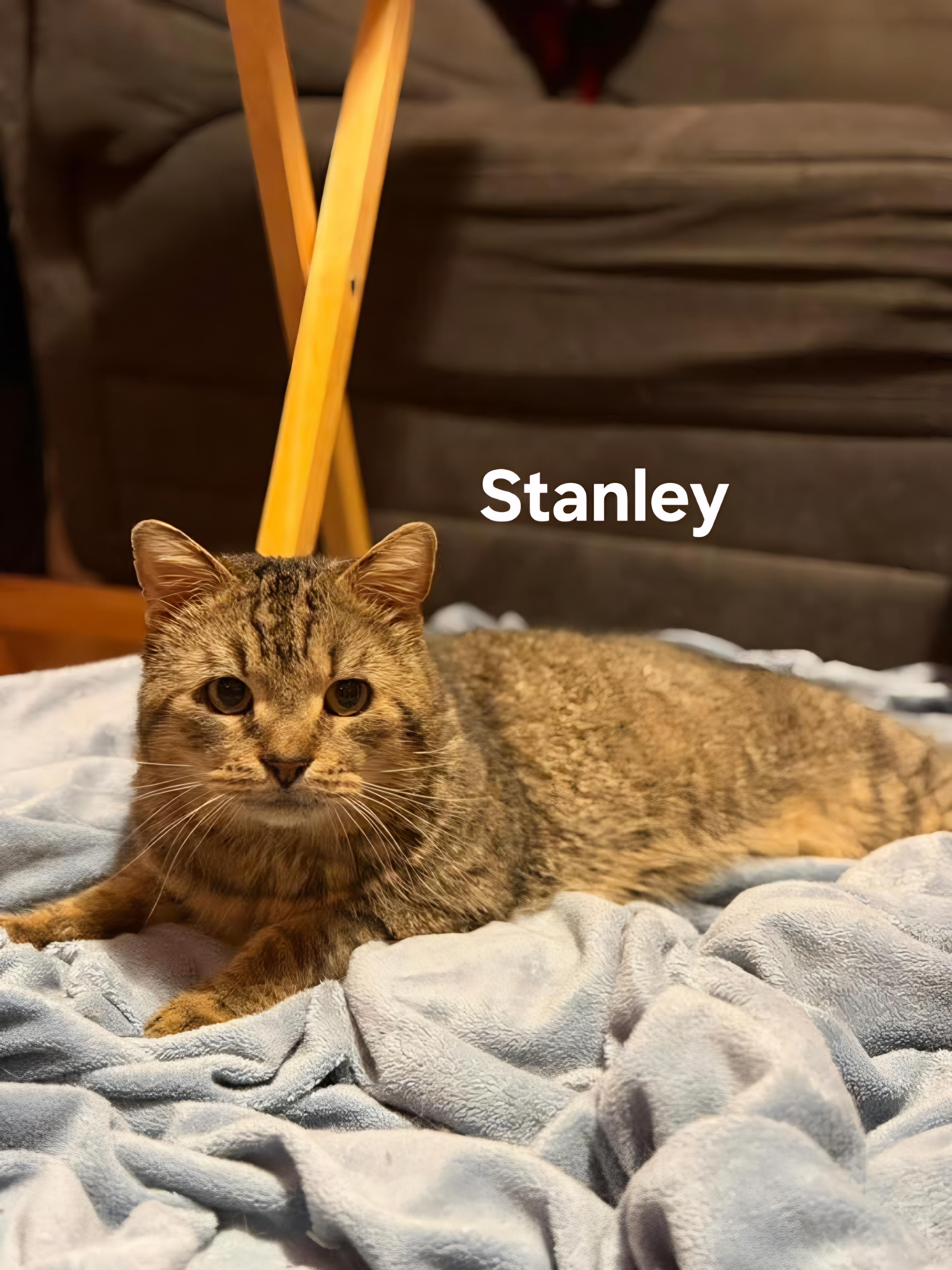 Stanley, a ADOPTABLE Domestic Short Hair in Chicopee, MA image 2/4