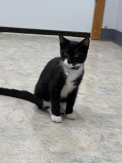 Elroy, adopted, Kitten Male Domestic Short Hair.