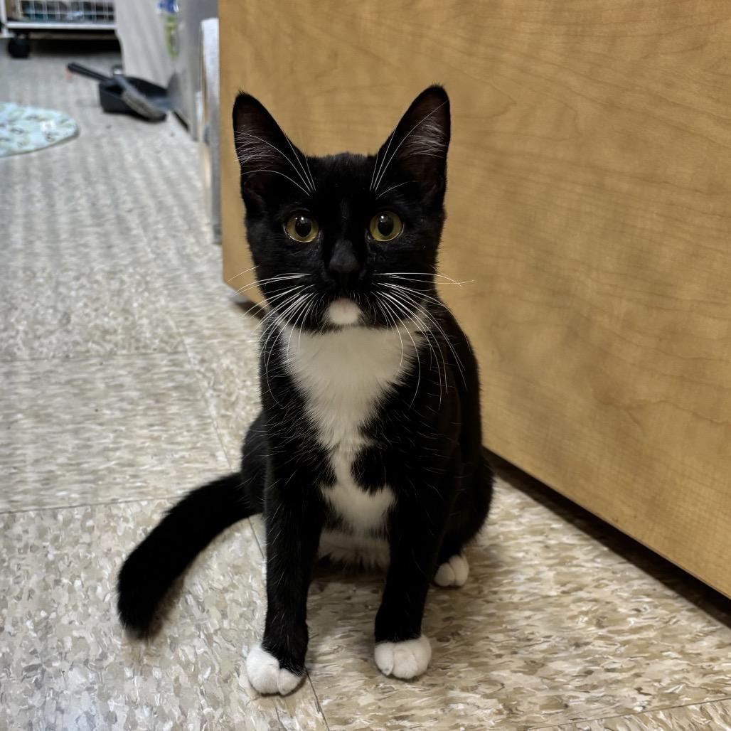 Sterling, Adoptable, Young Female Domestic Short Hair.