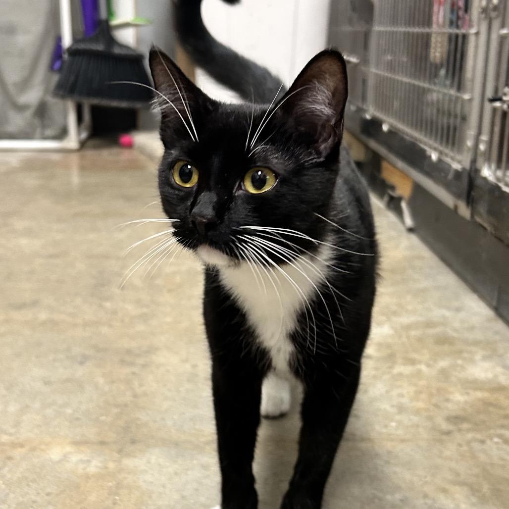 Sterling, a Adoptable Domestic Short Hair in Houston, TX image 2/3