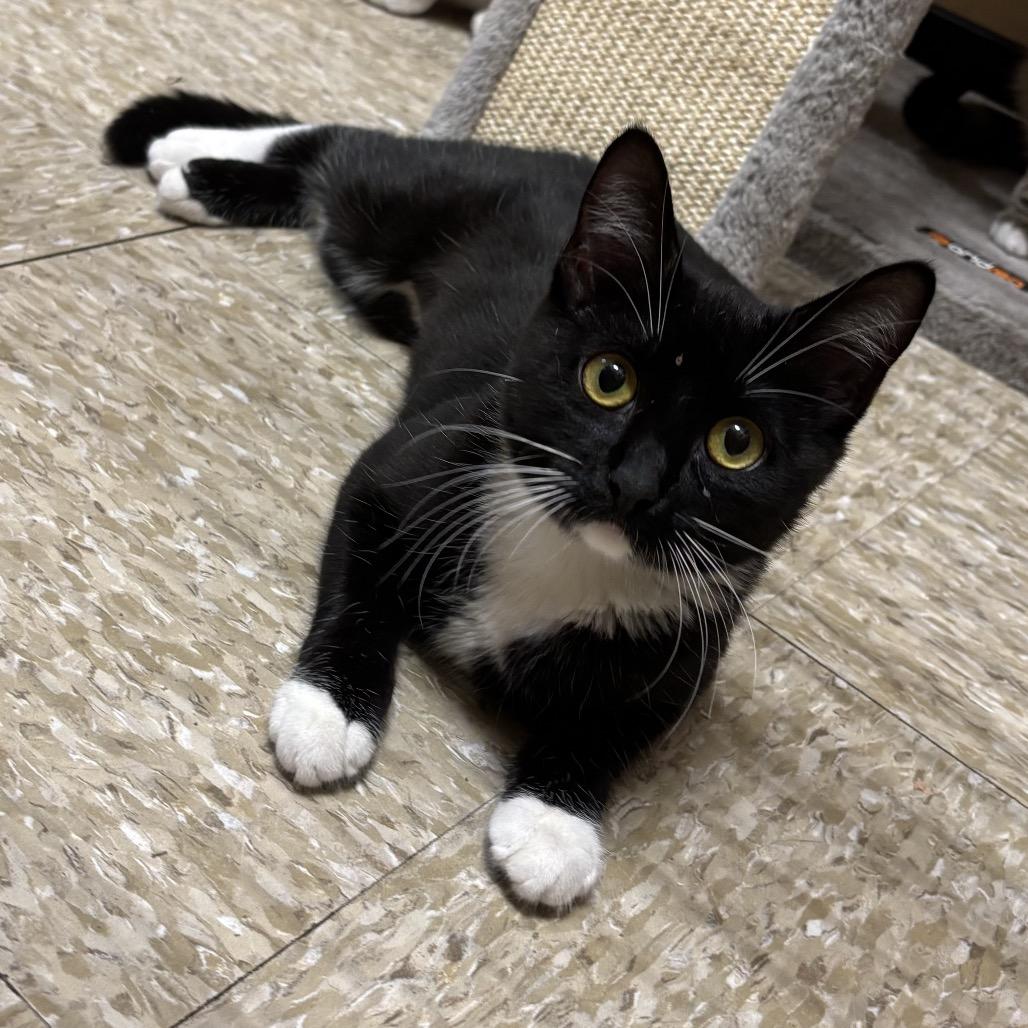 Sterling, a Adoptable Domestic Short Hair in Houston, TX image 3/3