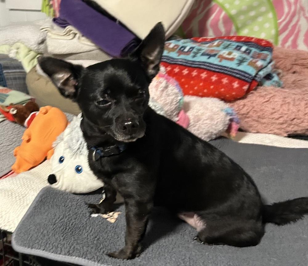 Coop, Adoptable, Senior Male Chihuahua & Dachshund.