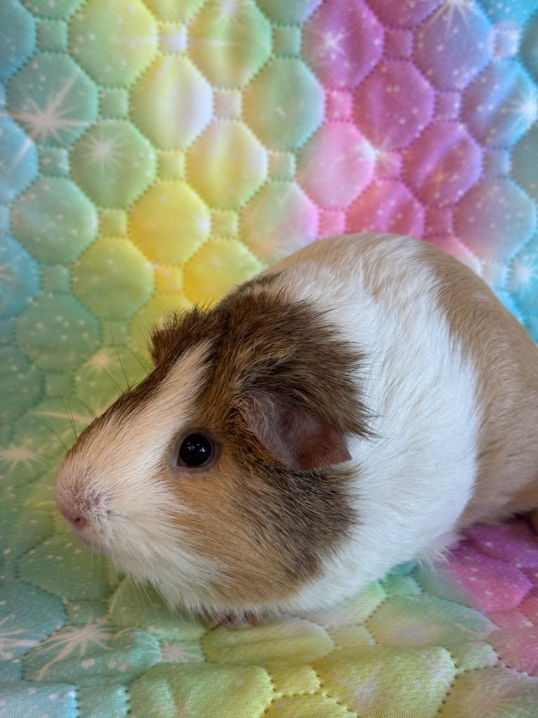 Josephine, Adult Female Short-Haired