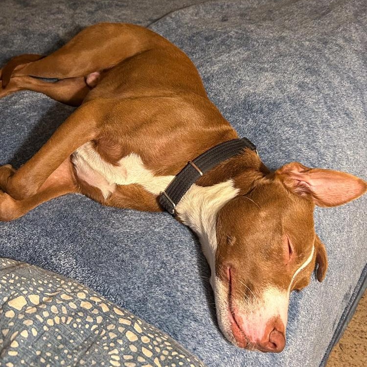 Blackjack, Adoptable, Young Male Pit Bull Terrier.