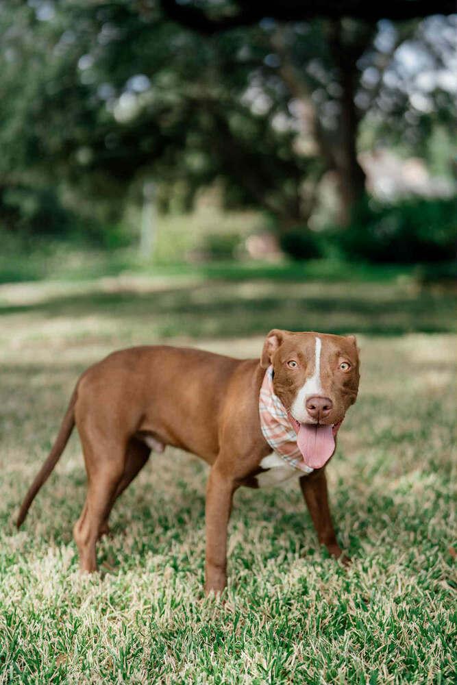Blackjack, Adoptable, Young Male Pit Bull Terrier.