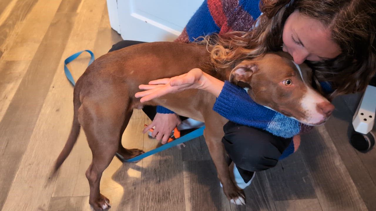 Enlarge Blackjack, a Adoptable mixed breed in Spokane, WA video 2/5