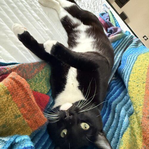 Baseball, a Adoptable Domestic Short Hair in Fishers, IN image 1/4