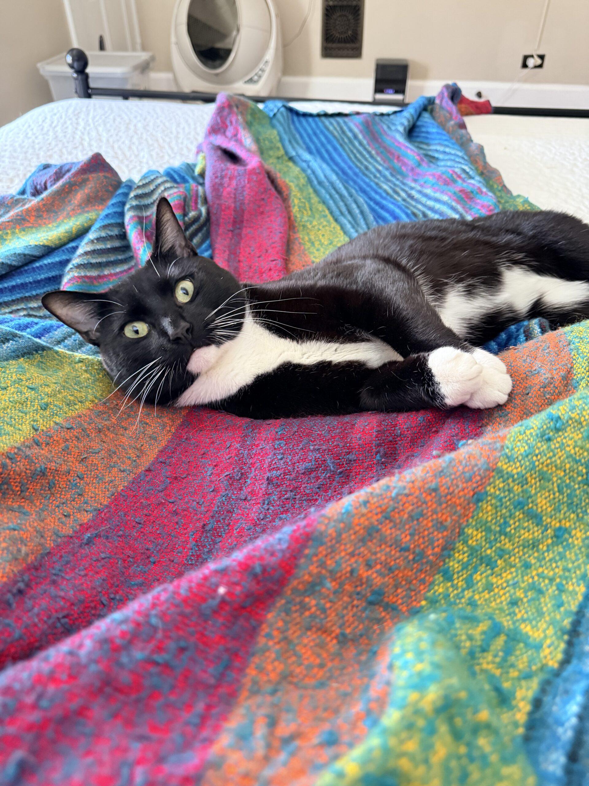 Baseball, a Adoptable Domestic Short Hair in Fishers, IN image 2/4