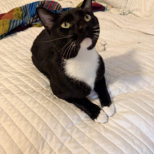 Baseball, a Adoptable Domestic Short Hair in Fishers, IN image 3/4