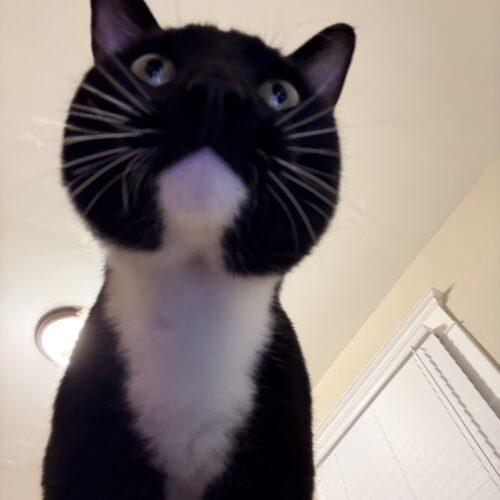 Baseball, a Adoptable Domestic Short Hair in Fishers, IN image 4/4
