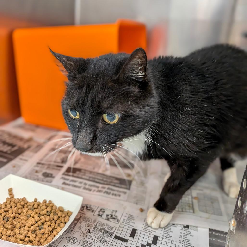 Bowie, Adoptable, Senior Male Domestic Short Hair.