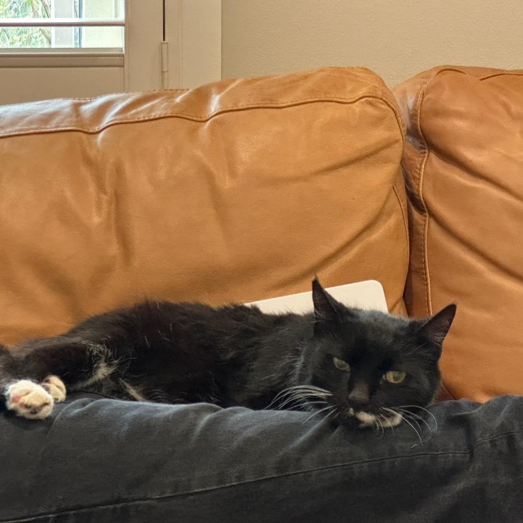 Enlarge Bowie, a Adoptable Domestic Short Hair in Houston, TX image 2/2