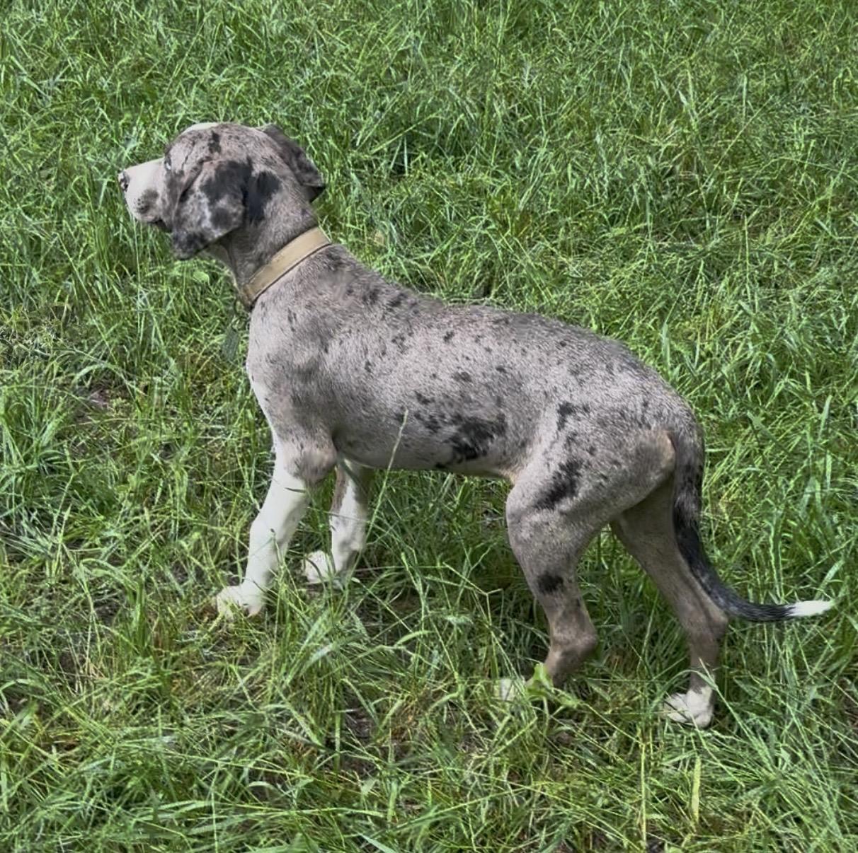 Rufus, a Adoptable mixed breed in Pittsburgh, PA image 1/3