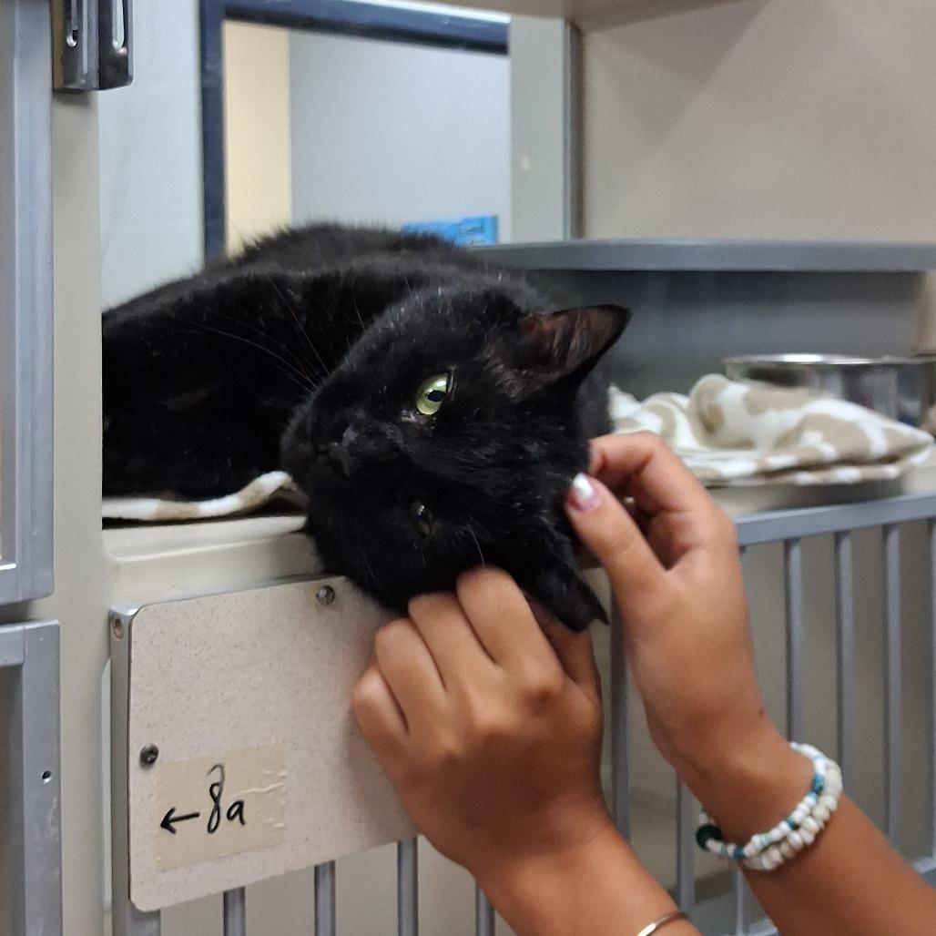 Enlarge Micha, a Adoptable Domestic Short Hair in Galveston, TX image 1/5