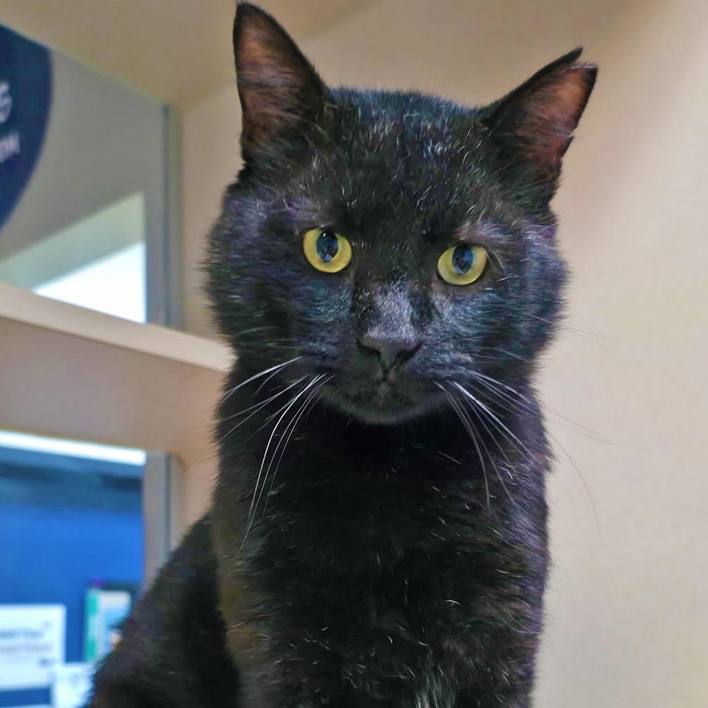 Enlarge Micha, a Adoptable Domestic Short Hair in Galveston, TX image 2/5