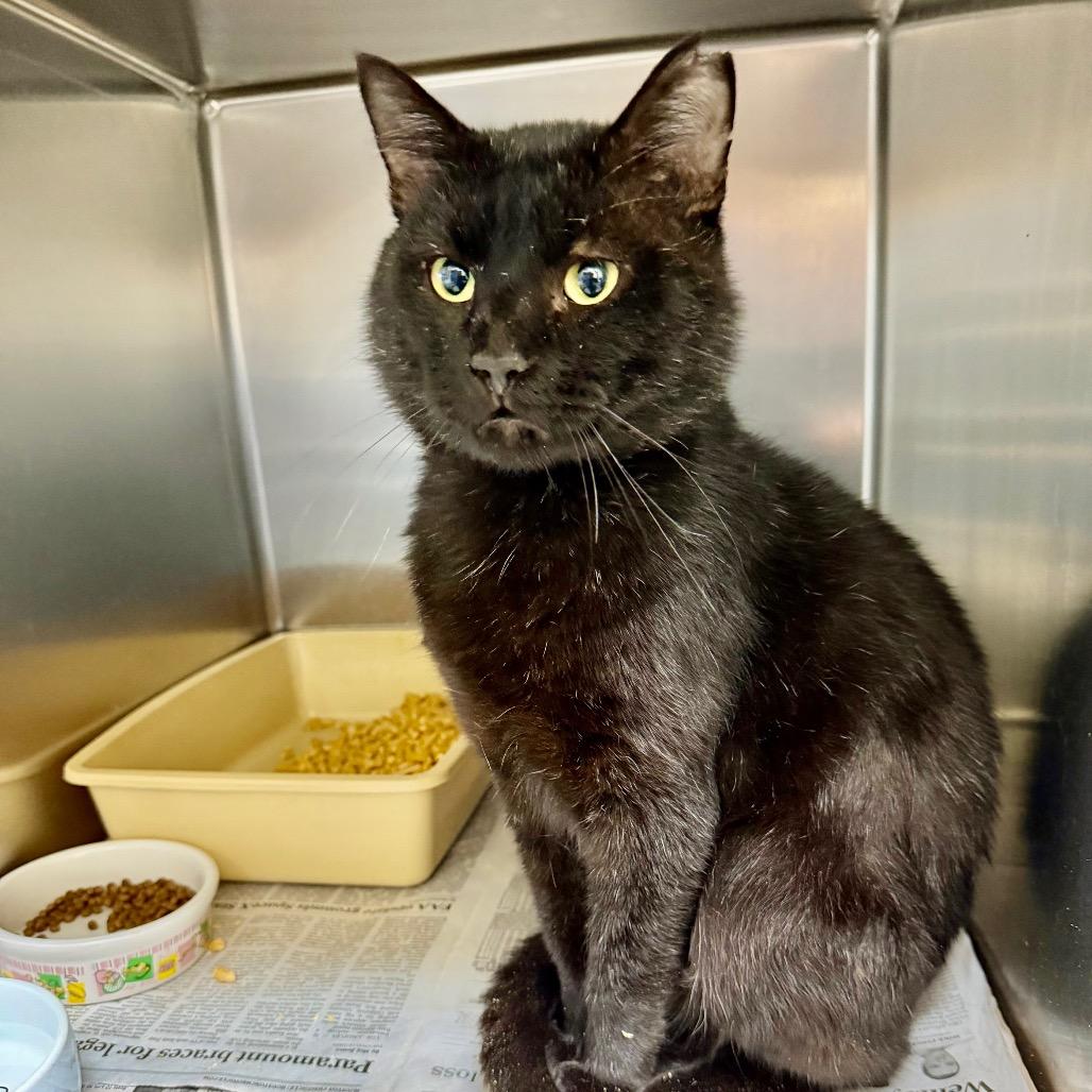 Enlarge Micha, a Adoptable Domestic Short Hair in Galveston, TX image 4/5