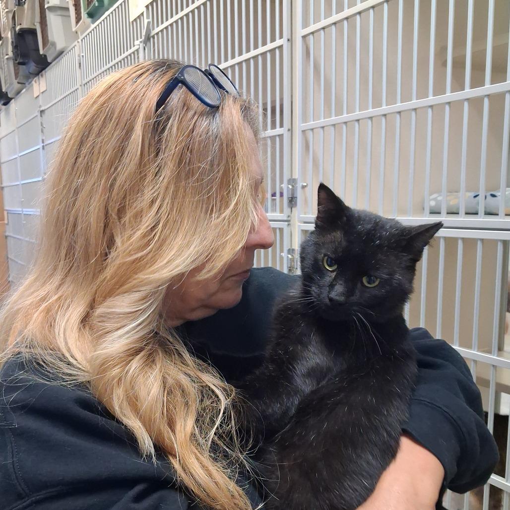 Enlarge Micha, a Adoptable Domestic Short Hair in Galveston, TX image 5/5