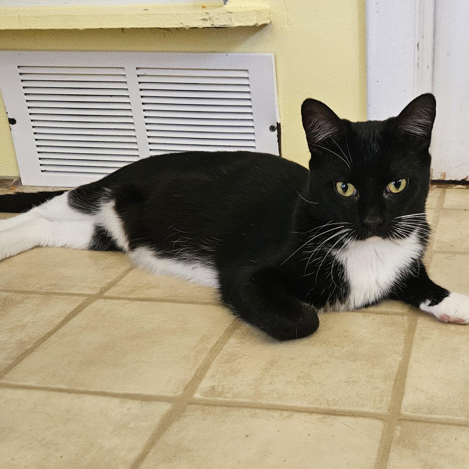 Phil (bonded to Ingrid and Whitney), a Adopted Domestic Short Hair in Neenah, WI image 1/5