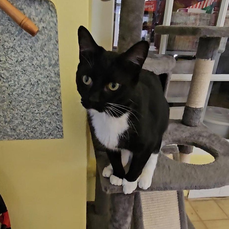 Phil (bonded to Ingrid and Whitney), a Adopted Domestic Short Hair in Neenah, WI image 2/5