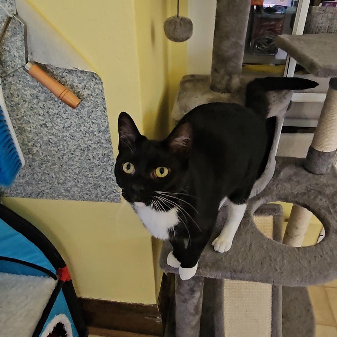 Phil (bonded to Ingrid and Whitney), a Adopted Domestic Short Hair in Neenah, WI image 3/5