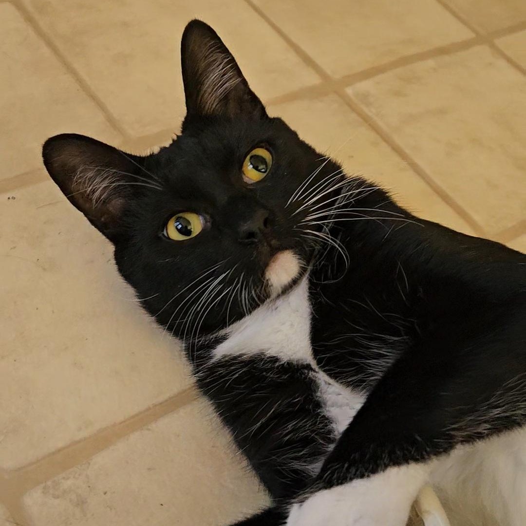 Phil (bonded to Ingrid and Whitney), a Adopted Domestic Short Hair in Neenah, WI image 4/5