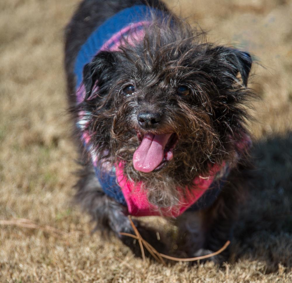 Dorothy, Adoptable, Adult Female Terrier.