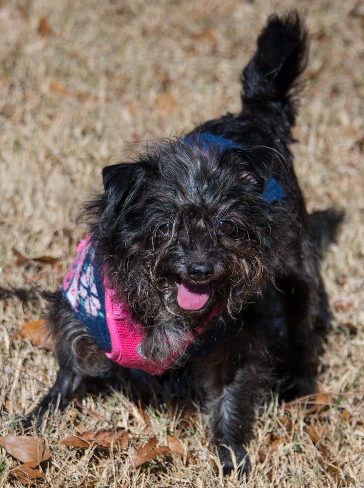Enlarge Dorothy, a Adoptable Terrier in Marietta, GA image 4/6