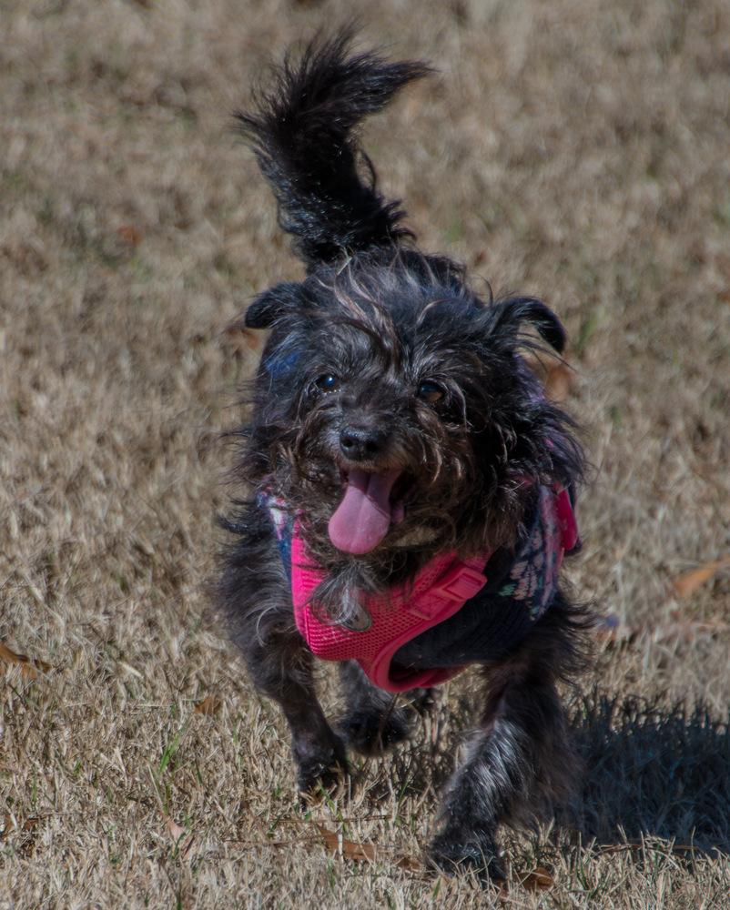 Enlarge Dorothy, a Adoptable Terrier in Marietta, GA image 5/6