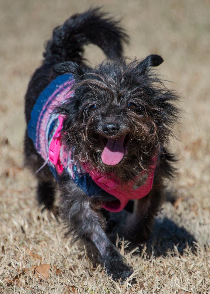 Enlarge Dorothy, a Adoptable Terrier in Marietta, GA image 6/6