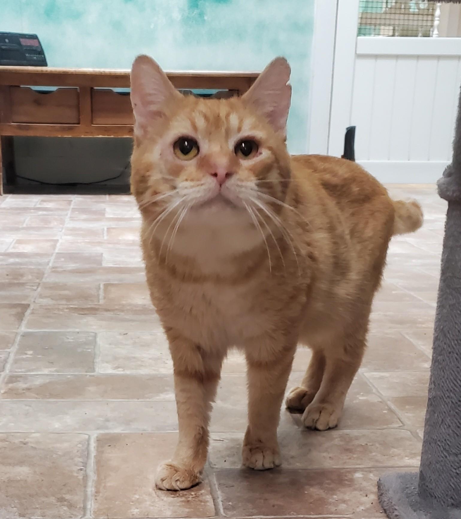 Rizzo, ADOPTABLE, Adult Male Domestic Short Hair.