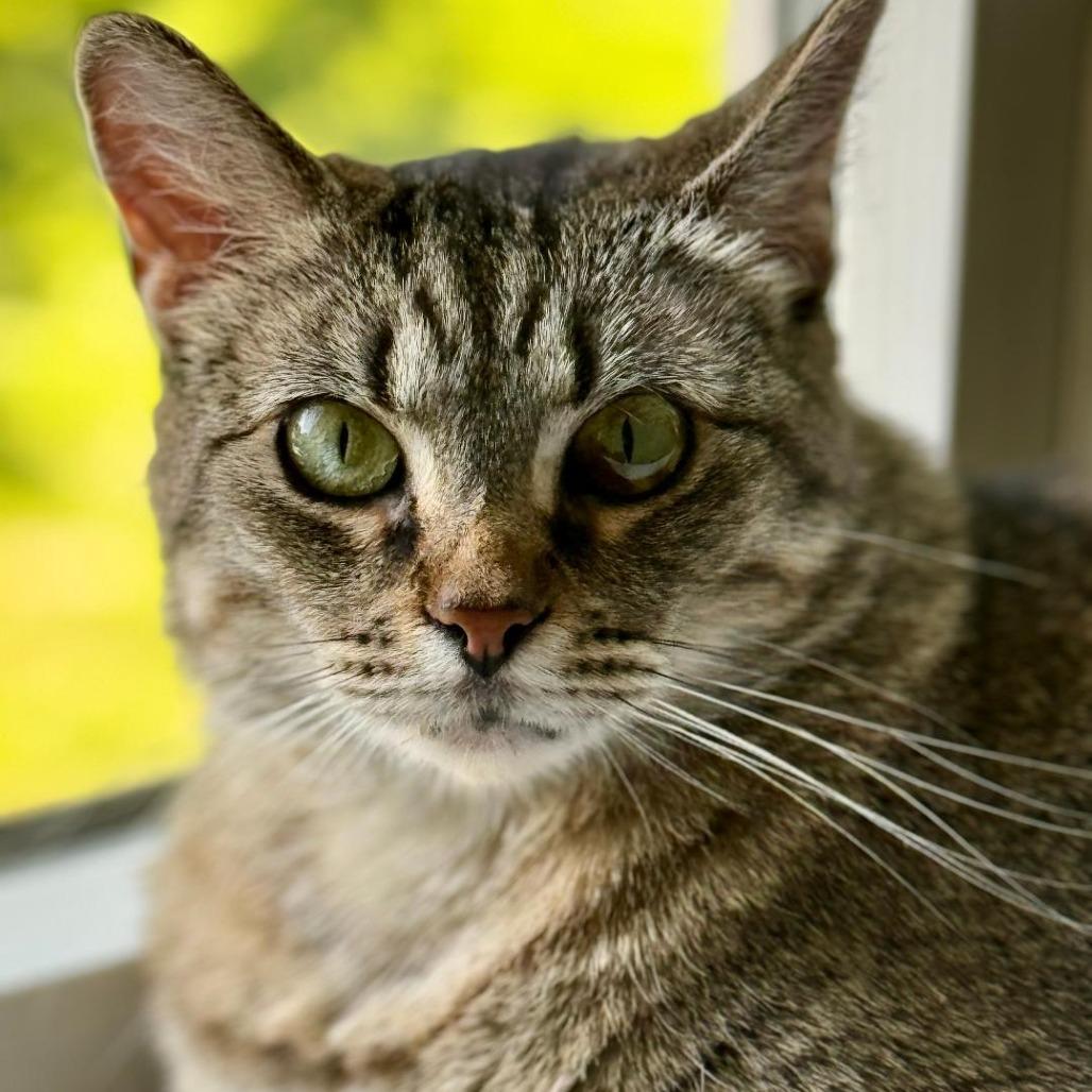 Becky, Adoptable, Adult Female Domestic Short Hair.