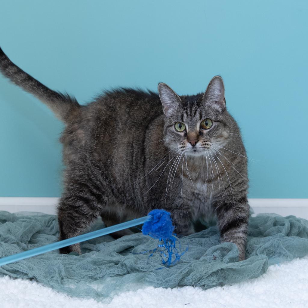 Enlarge Becky, a Adoptable mixed breed in Pekin, IL image 2/6