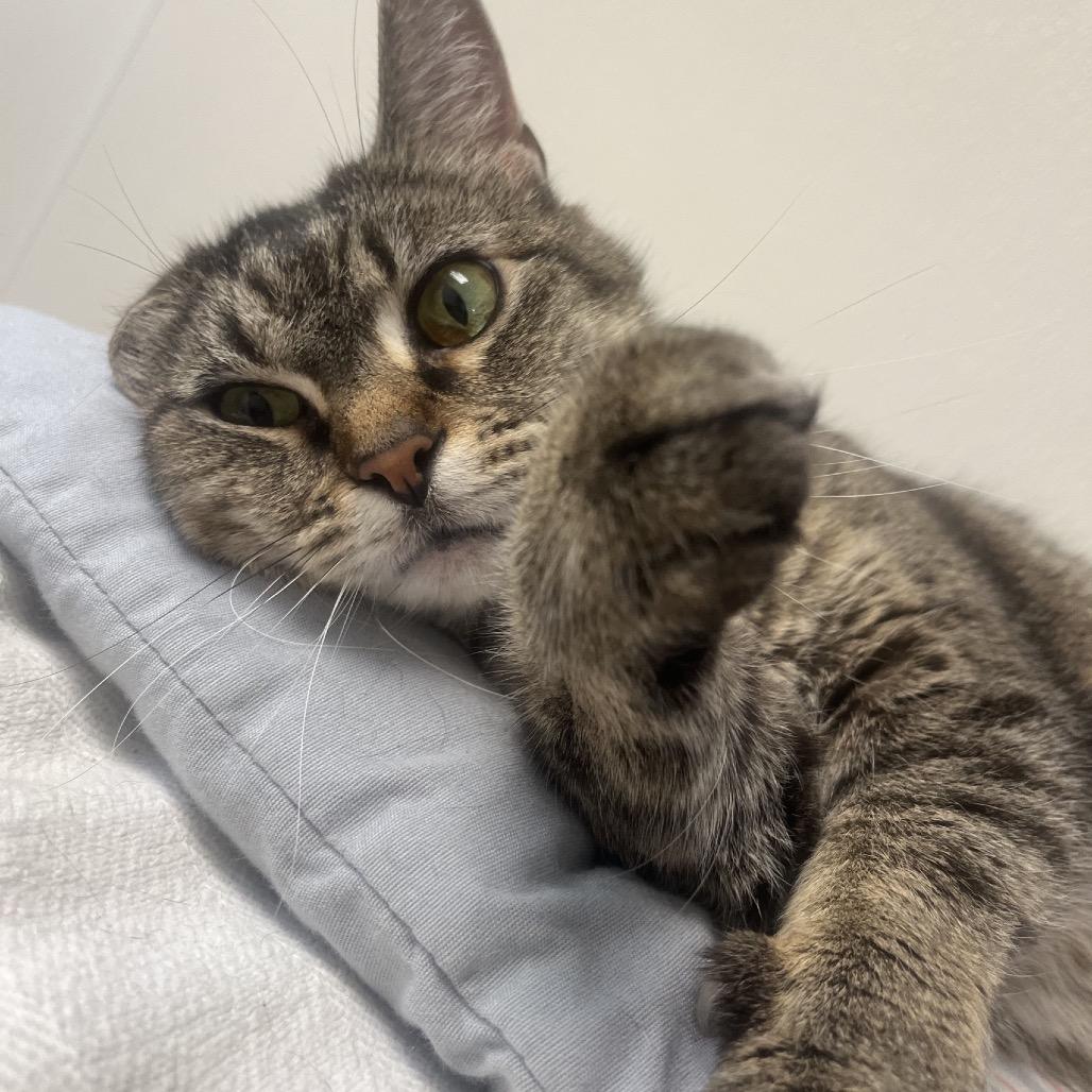 Enlarge Becky, a Adoptable mixed breed in Pekin, IL image 3/6