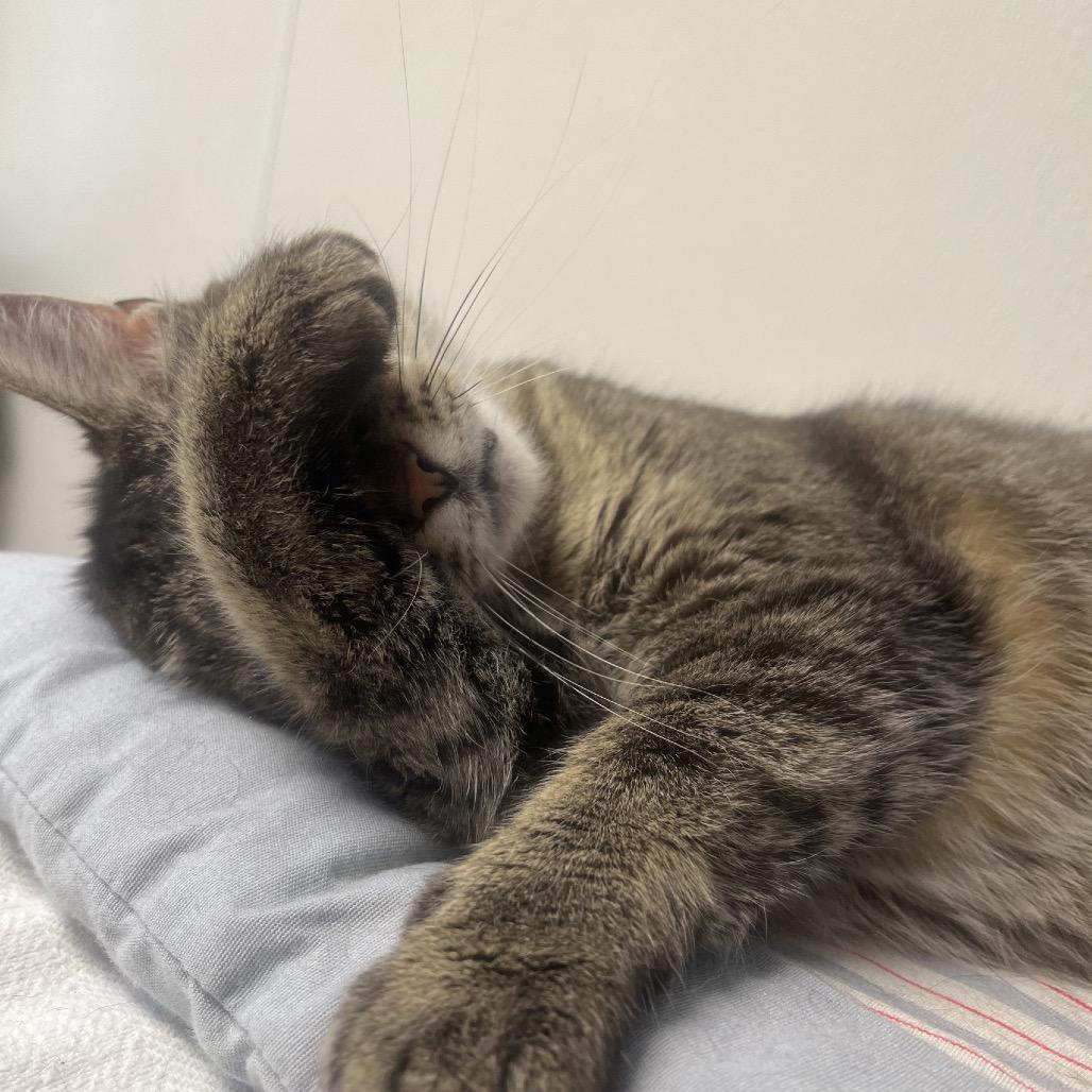 Enlarge Becky, a Adoptable mixed breed in Pekin, IL image 4/6