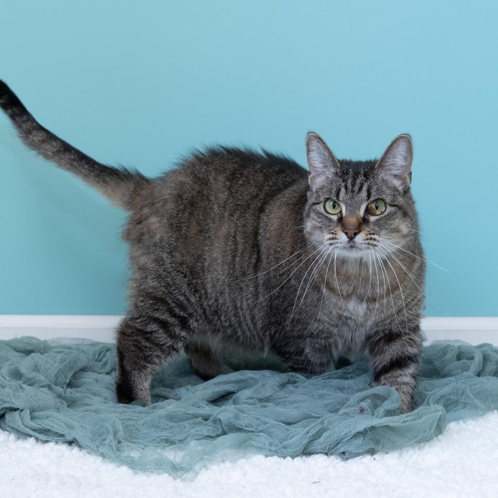 Enlarge Becky, a Adoptable mixed breed in Pekin, IL image 5/6