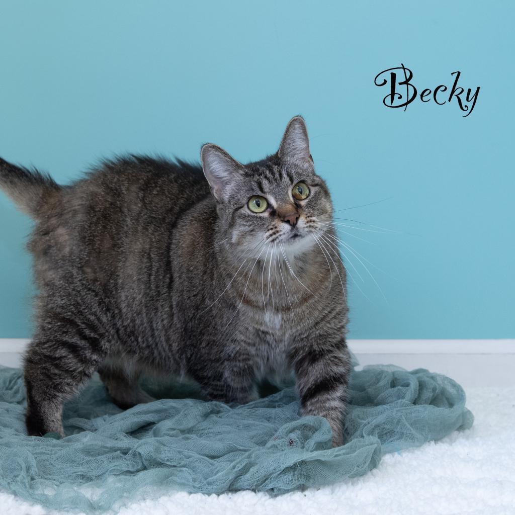 Enlarge Becky, a Adoptable mixed breed in Pekin, IL image 6/6