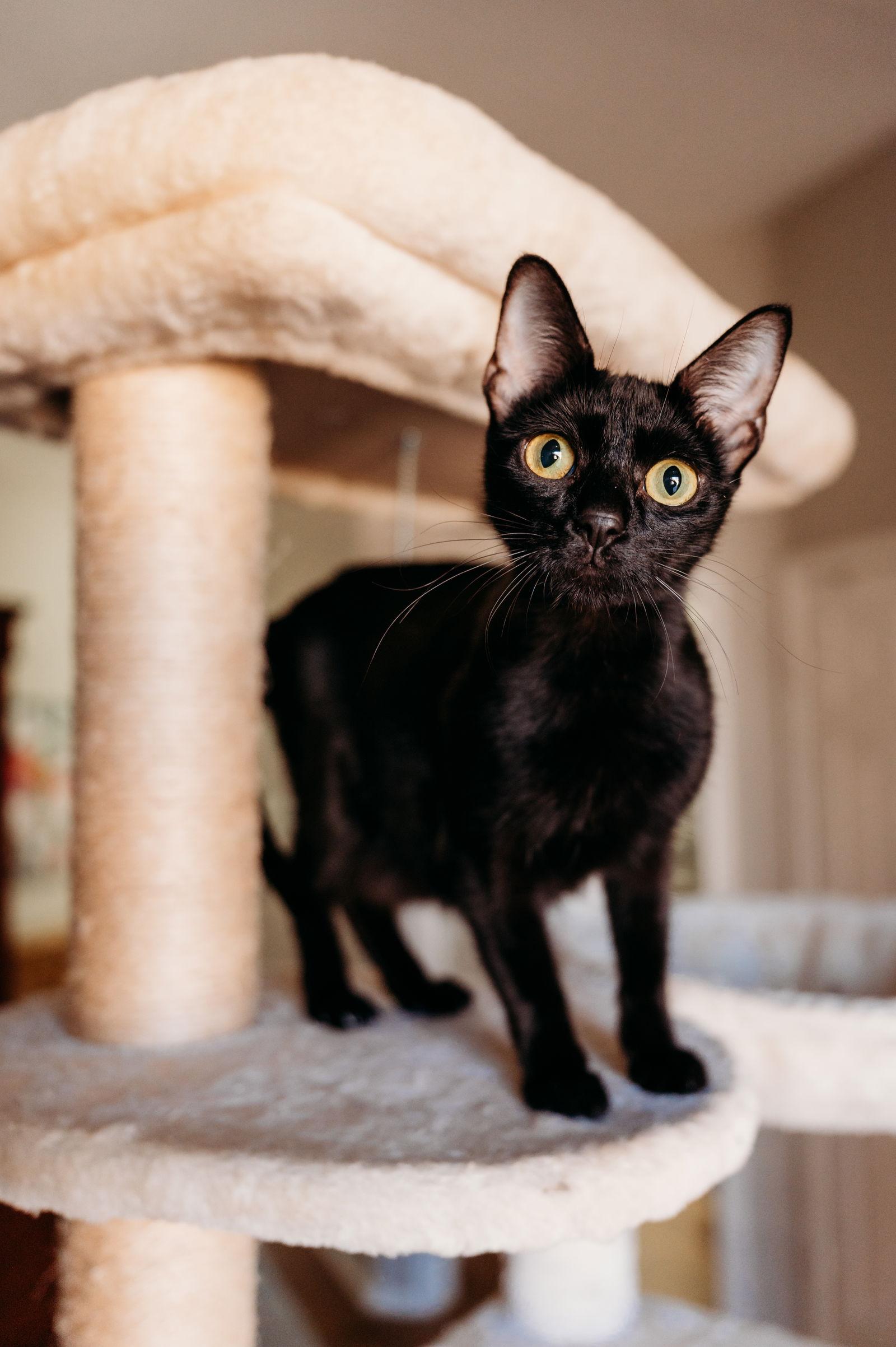 Venus, Adoptable, Adult Female Domestic Short Hair.