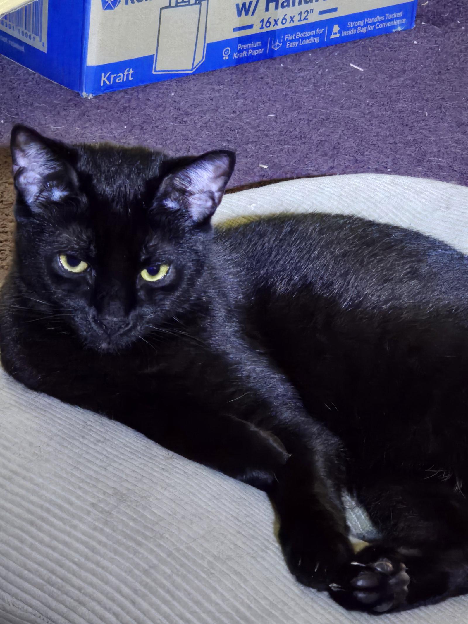 Buddy, Willow Grove Area (08/19/25-108) DC, a Adoptable Domestic Short Hair in Greenville, DE image 1/2