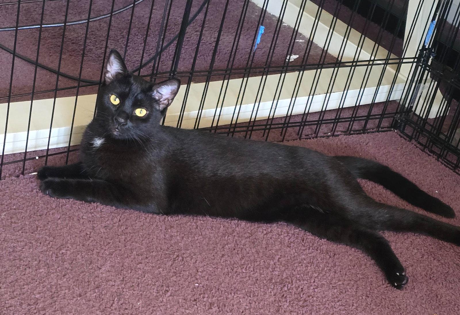 Buddy, Willow Grove Area (08/19/25-108) DC, Adoptable, Young Male Domestic Short Hair.