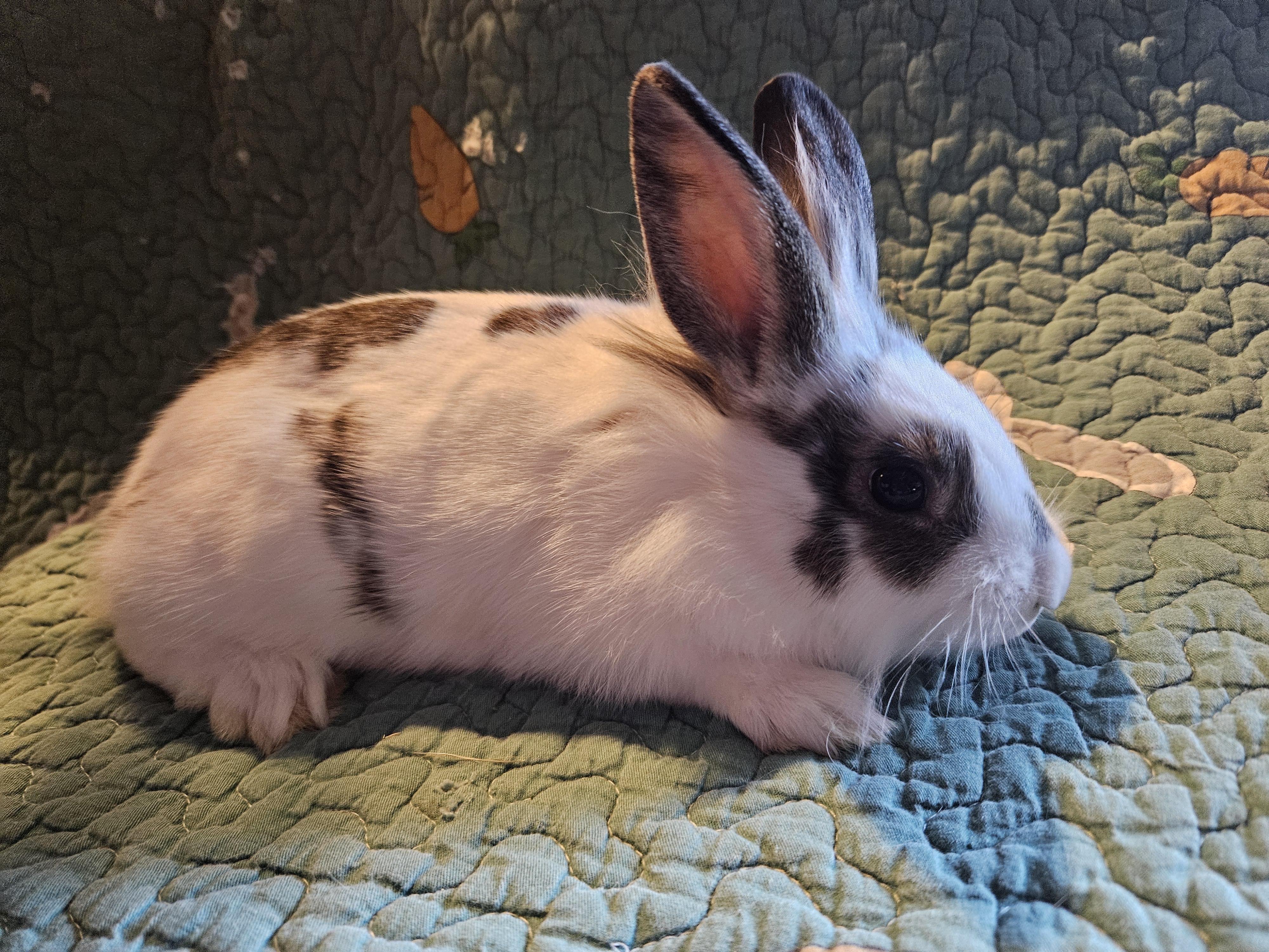 Enlarge Spencer, a ADOPTABLE mixed breed in FOLEY, AL image 2/3