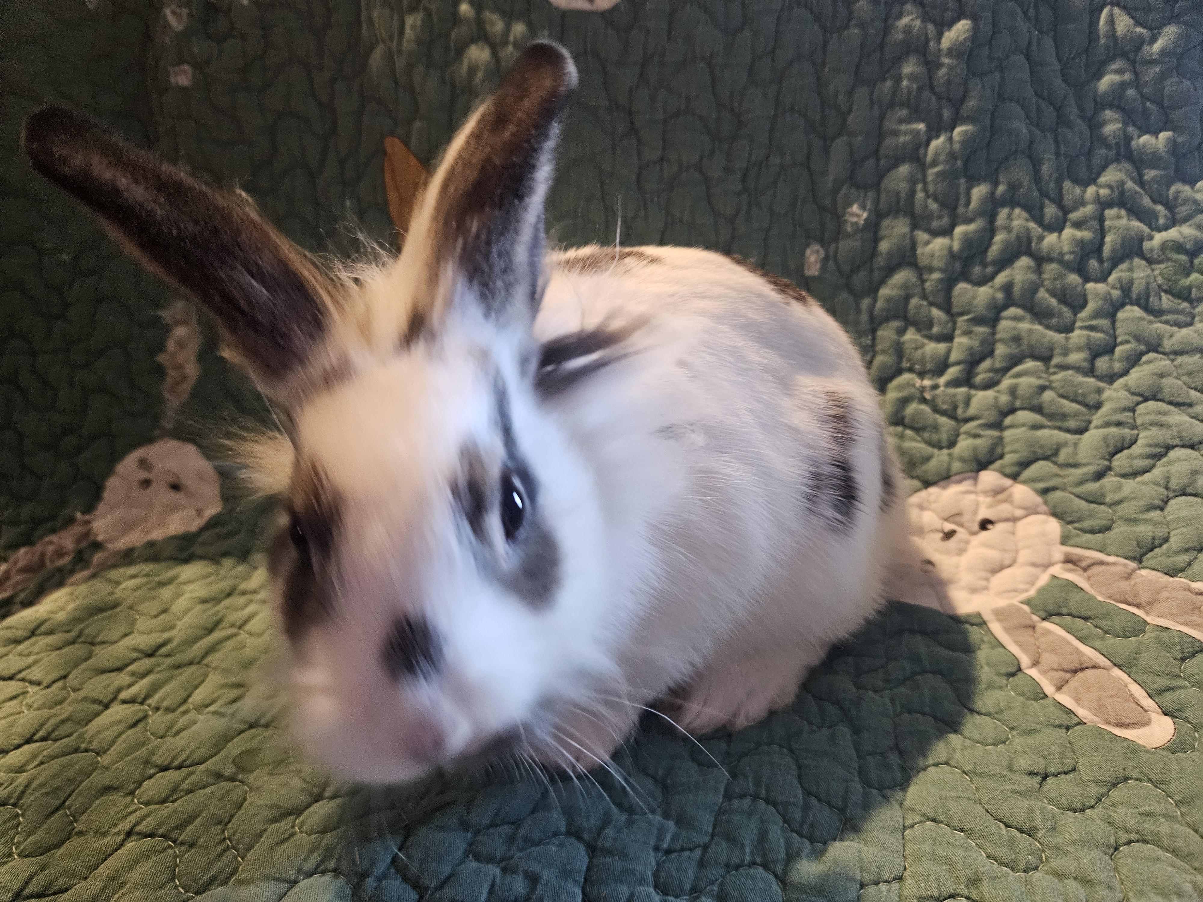 Enlarge Spencer, a ADOPTABLE mixed breed in FOLEY, AL image 3/3