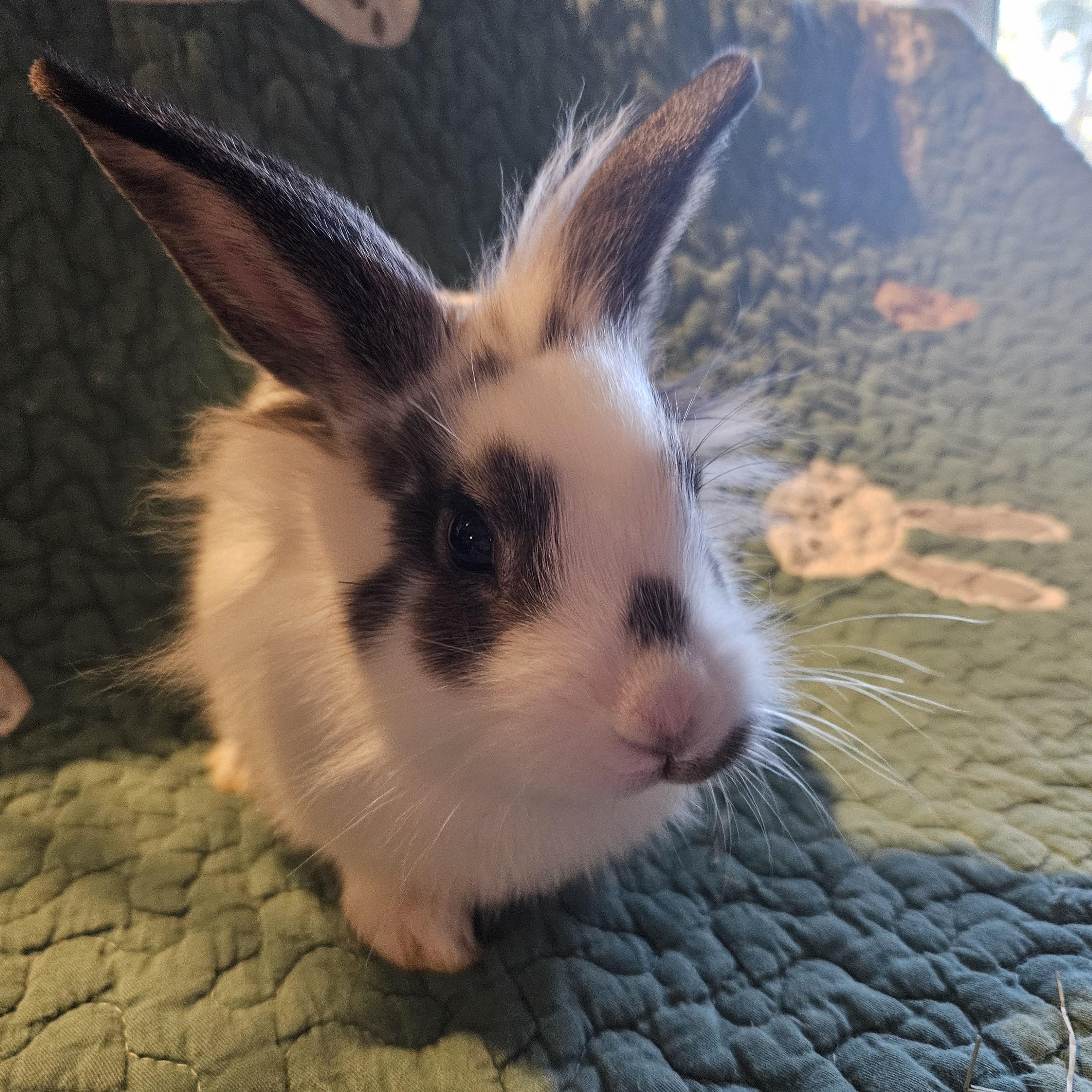 Spencer, ADOPTABLE, Baby Male Lionhead & Mini Rex.