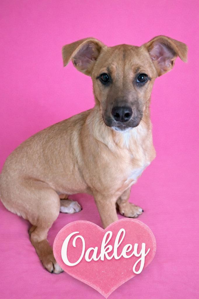 Oakley, Adoptable, Puppy Female German Shepherd Dog & Pit Bull Terrier.